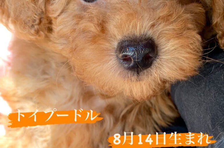 トイプードル