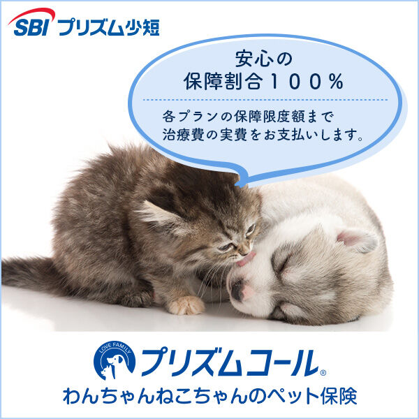 犬猫バナー四角（保障割合100％）